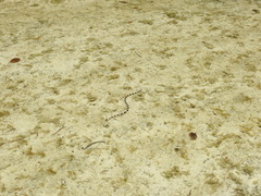 Leiuranus semicinctus