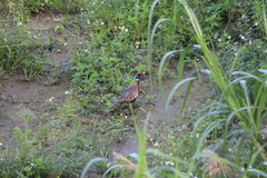 Phasianus colchicus formosanus