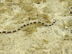 Leiuranus semicinctus