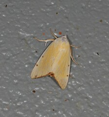 Xanthodes amata