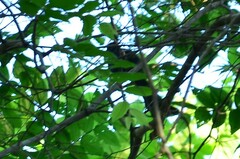 Crypsirina temia
