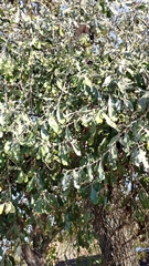 Elaeagnus oldhamii