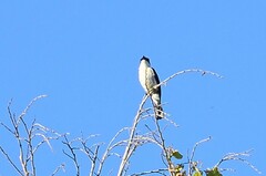 Hemipus hirundinaceus