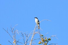 Hemipus hirundinaceus