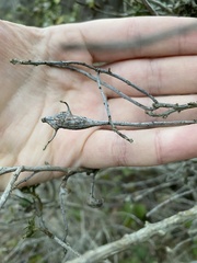 Gnorimoschema baccharisella