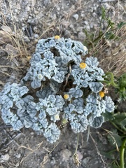 Psathyrotes ramosissima