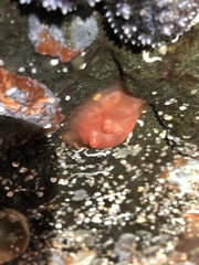 Cnemidocarpa