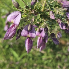 Ormocarpum trichocarpum