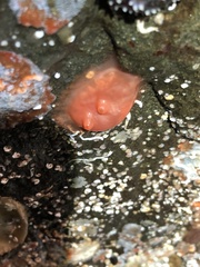 Cnemidocarpa
