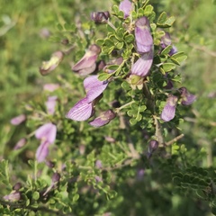 Ormocarpum trichocarpum