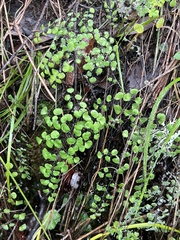 Adiantum jordanii