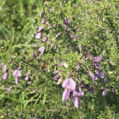 Ormocarpum trichocarpum