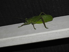 Pseudophyllanax imperialis