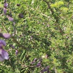 Ormocarpum trichocarpum