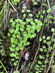 Adiantum jordanii