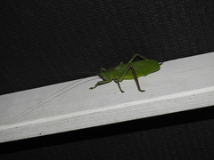 Pseudophyllanax imperialis