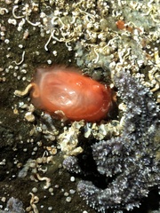 Cnemidocarpa