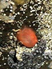 Cnemidocarpa
