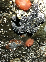 Cnemidocarpa