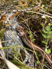 Oligosoma inconspicuum