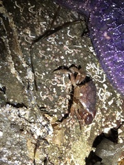 Lophopanopeus bellus