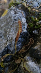 Pleopeltis polylepis