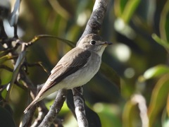Muscicapa