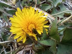 Taraxacum