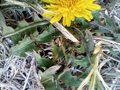 Taraxacum