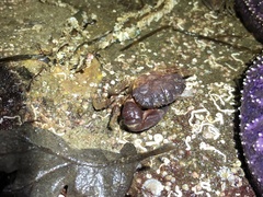 Lophopanopeus bellus