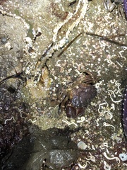 Lophopanopeus bellus