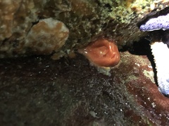 Cnemidocarpa finmarkiensis