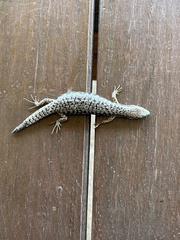 Concinnia tenuis
