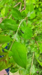 Odontomantis planiceps
