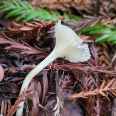 Marasmius calhouniae