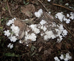 Termitomyces microcarpus