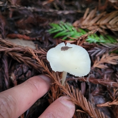 Marasmius calhouniae