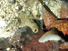 Axiothella
