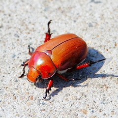 Anoplognathus montanus