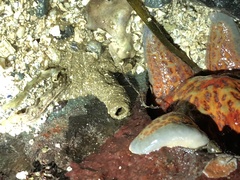 Axiothella