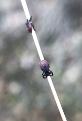 Ixodes pacificus