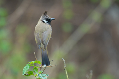 Pycnonotus leucogenys