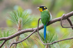 Psarisomus dalhousiae