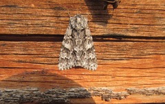 Acronicta auricoma