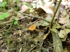 Lactarius subserifluus