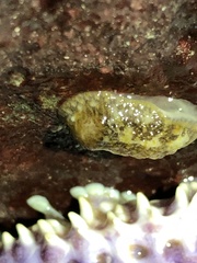 Onchidoris bilamellata
