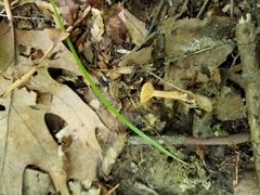 Lactarius subserifluus