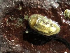 Onchidoris bilamellata