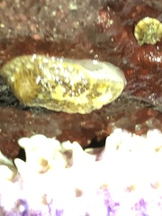 Onchidoris bilamellata