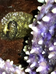 Onchidoris bilamellata